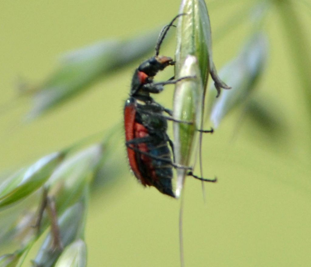 Malachius ?  S, Malachius aeneus